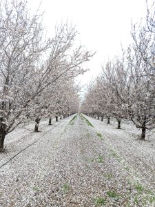 Analysis on the E. L. Niño Bee Lab at UC Davis, Section 2