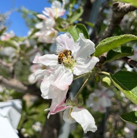 Pollinator Stewardship | Bee Tradition