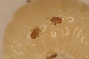 Tropilaelaps | Bee Tradition