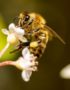 World Bee Day, May 20