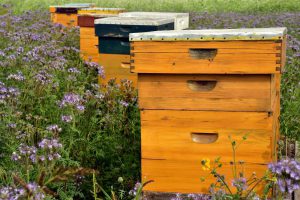Beekeepers proceed to lose loads of hundreds of honey bee colonies, USDA reviews