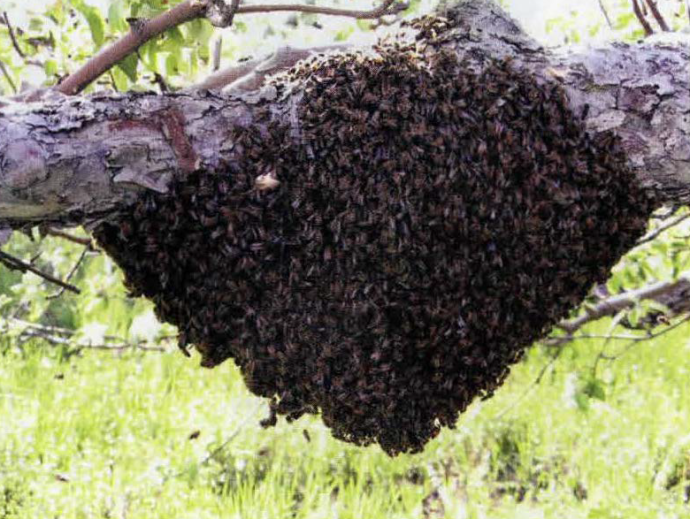 Why Keep on Keeping Bees? Here Are 17 Reasons… Bee Culture