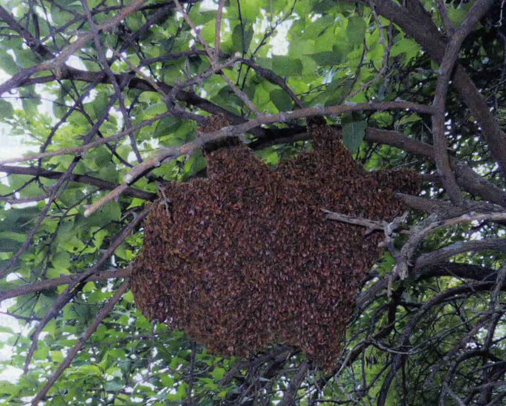 Be Prepared Bee Culture